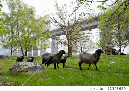 Sheeps in springtime 12503620