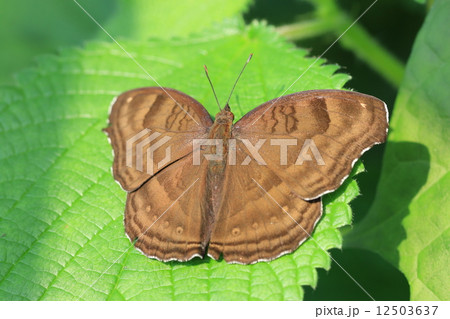 Chocolate Pansy butterfly,a beautiful butterfly on the green leaf in garden,Junonia Iphita butterfly 12503637