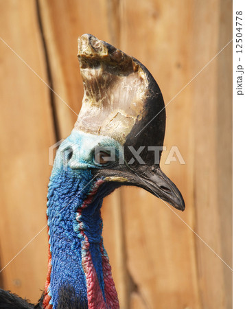 Southern cassowary 12504778