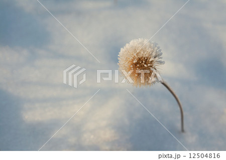 Winter hoar-frost flower 12504816