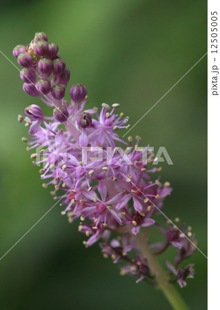 自然　植物　ツルボ、近づいて見ると薄紫の小さい花が舌から順に咲いているのがわかります 12505005
