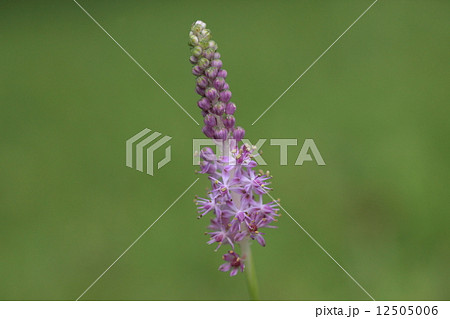 自然　植物　ツルボ、夏の終わり気が付くと公園のあちこちに薄紫の穂が生えています 12505006