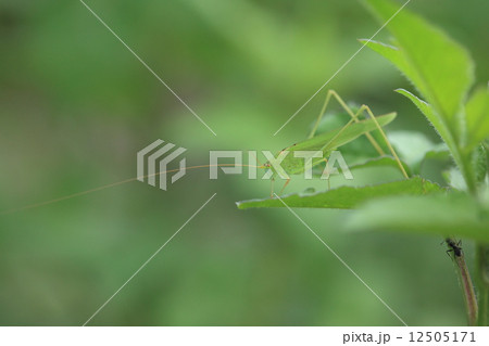 生き物　昆虫　ツユムシ、草原を歩くと葉先にじっと止まっている姿を見かけます。スマートできれいなバッタです 12505171