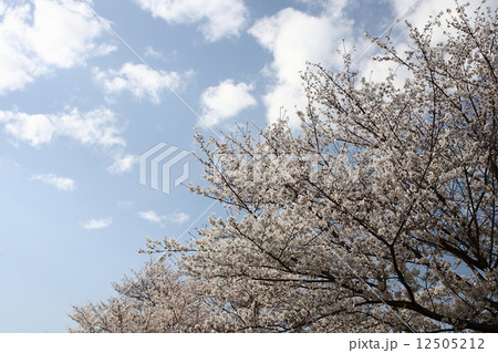 【春の青空と満開染井吉野】 【春の青空と満開染井吉野】 12505212