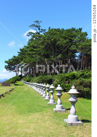 花瀬望比公園　石灯篭と松林 12505268