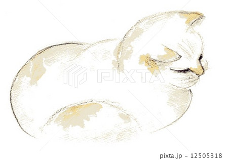 ねこ（手描きイラスト） 12505318