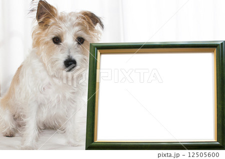 ジャックラッセルテリア ジャックラッセルテリア 12505600