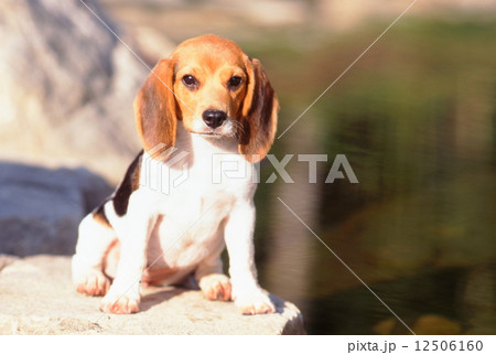かわいい子犬 12506160