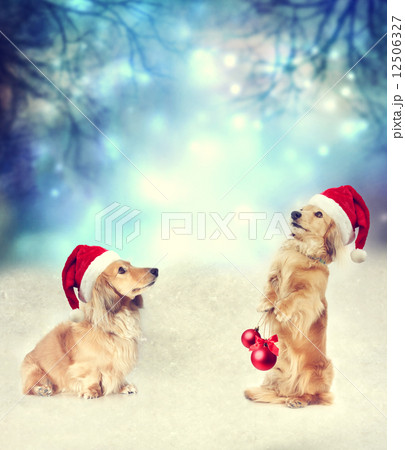 クリスマスツリーの飾りを持った犬の写真素材