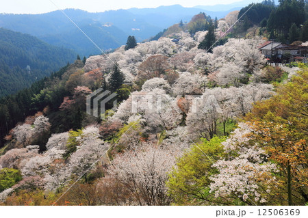 吉野山 七曲りの桜 12506369
