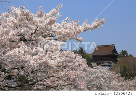 吉野山　桜と蔵王堂 12506425