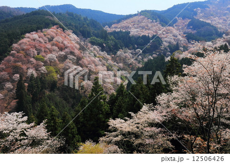 吉野山　吉水神社からの一目千本 12506426