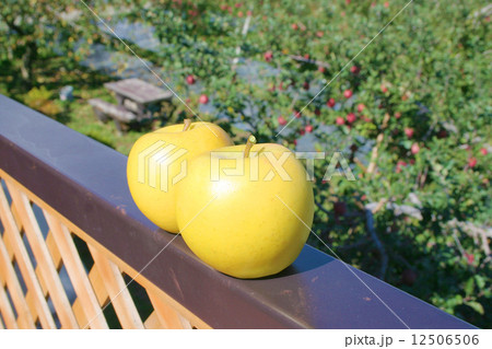 リンゴの果実（ゴールデンデリシャス／バラ科） 12506506