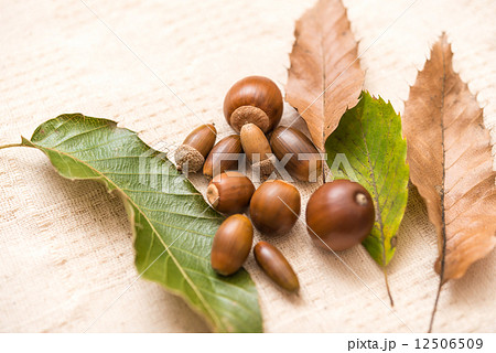 どんぐり　秋　木の実 12506509