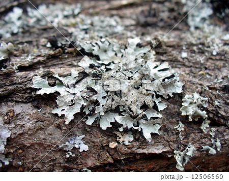 lichen growing on wood  12506560