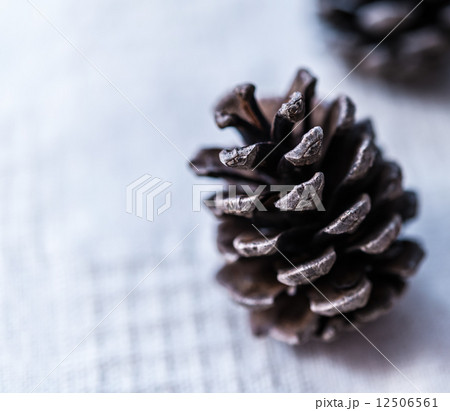 まつぼっくり 松ぼっくり 松毬 まつぼっくり 松ぼっくり 松毬 12506561