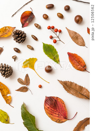 枯葉 どんぐり 落葉 枯葉 どんぐり 落葉 12506562