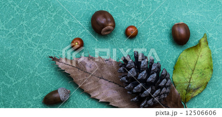 どんぐり　まつぼっくり 12506606