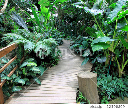 Wooden path 12506809