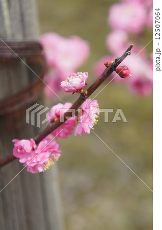八重寒紅梅 12507064