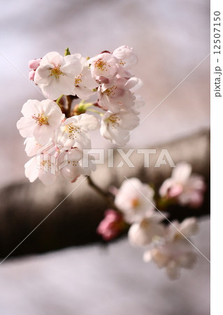 【春の満開ソメイヨシノの花】 【春の満開ソメイヨシノの花】 12507150