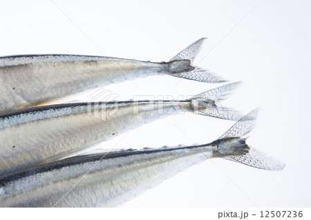 さんま さんま 12507236