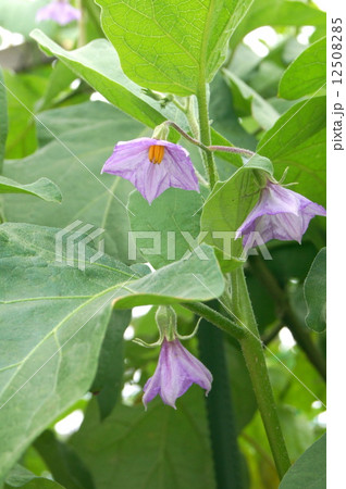 珍しい白長ナスの花:味しらかわ 珍しい白長ナスの花:味しらかわ 12508285