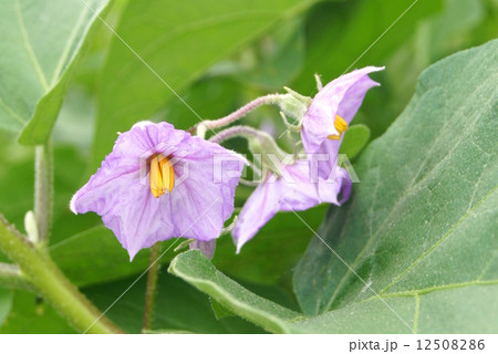 珍しい白長ナスの花花:味しらかわ 珍しい白長ナスの花花:味しらかわ 12508286