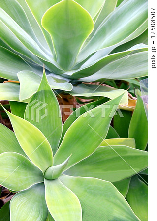 リュウゼツラン リュウゼツラン 12508507