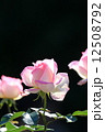 ピンクの薔薇 12508792