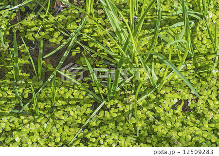 Common duckweed, Lemna minor Common duckweed, Lemna minor 12509283