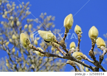 Magnolia buds before blooming 12509354