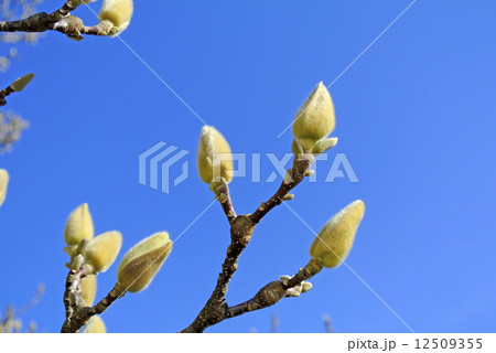 Magnolia buds before blooming Magnolia buds before blooming 12509355
