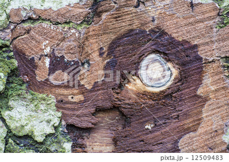Tree with bark and saw tracks 12509483