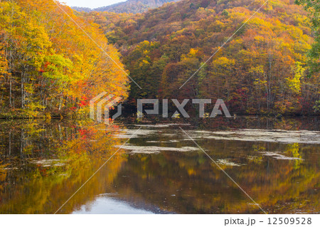 紅葉写り込み5 紅葉写り込み5 12509528