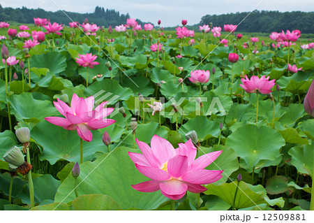 ハスの花５ 12509881