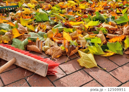 sweeping leaves 12509951