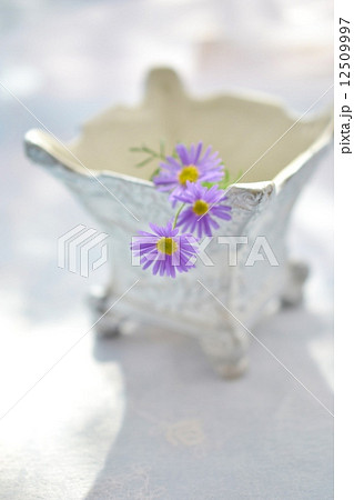 ブラキカム ブラキカム 12509997