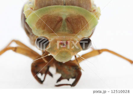 蝉の羽化 蝉の羽化 12510028