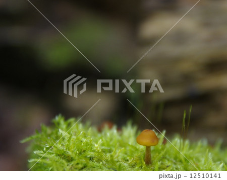 スイーパー 12510141