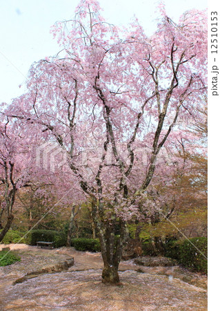 桜 桜 12510153