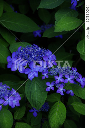 がくあじさい 12510294
