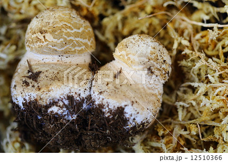 イボテングタケの幼生 12510366