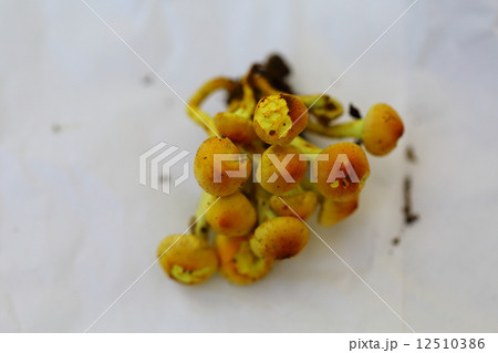 ニガクリタケ 12510386