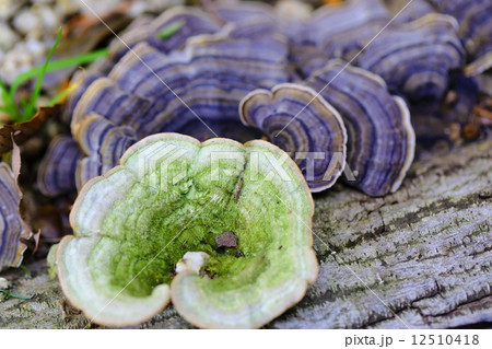 カワラタケ 12510418