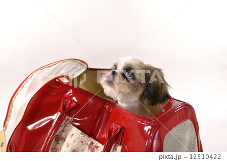 室内犬 シーズー 室内犬 シーズー 12510422