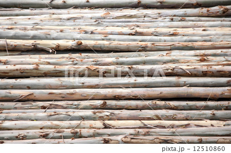 eucalyptus log 12510860