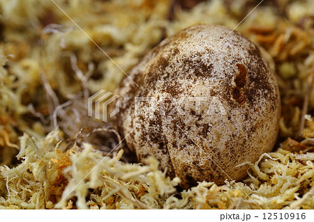 スッポンタケ幼菌 12510916