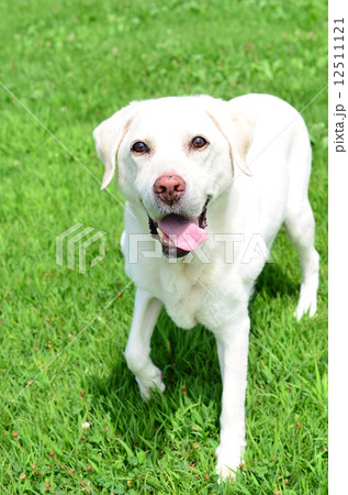 まだまだ元気♪ 12511121