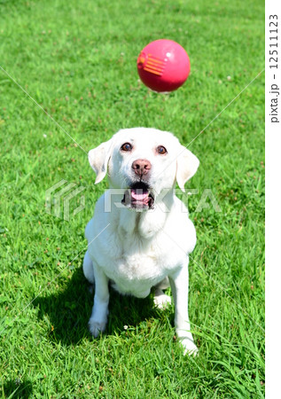 ボールきた～♪ 12511123